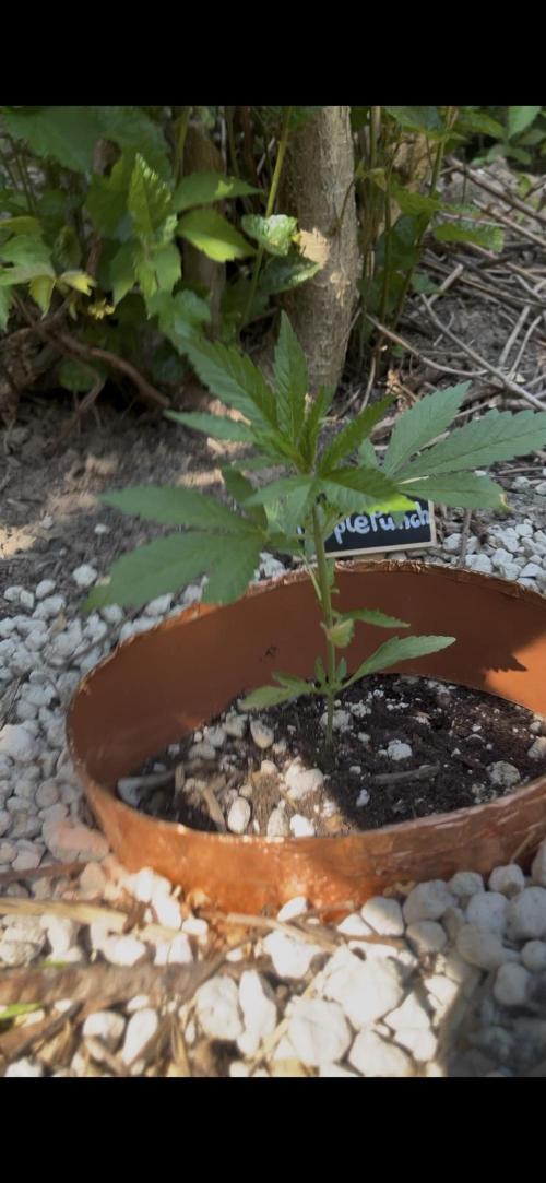 The Hobbit Hole Outdoor Grow 2026. Week 4