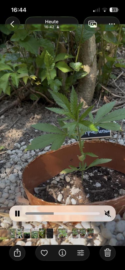 The Hobbit Hole Outdoor Grow 2026. Week 4
