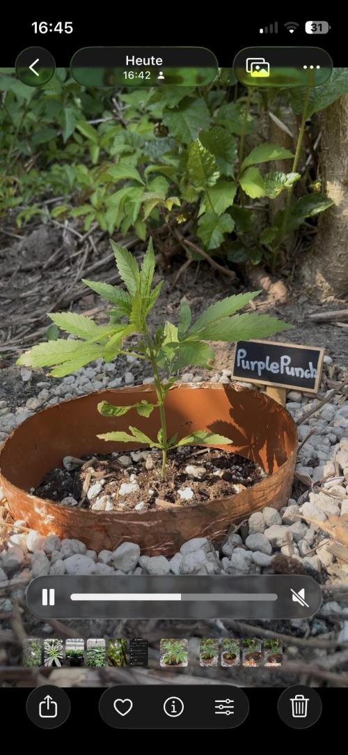 The Hobbit Hole Outdoor Grow 2026. Week 4