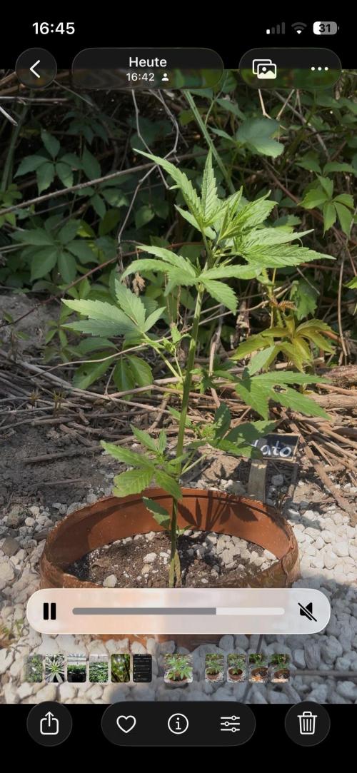 The Hobbit Hole Outdoor Grow 2026. Week 4