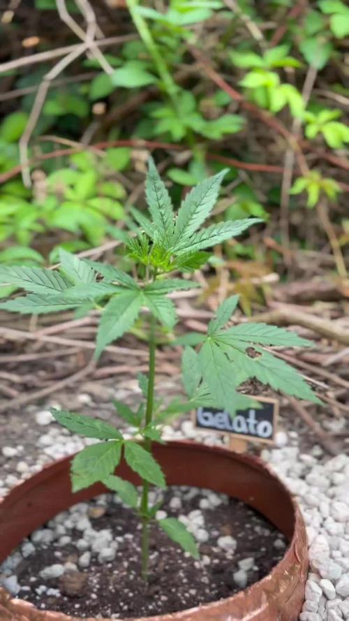 The Hobbit Hole Outdoor Grow 2026