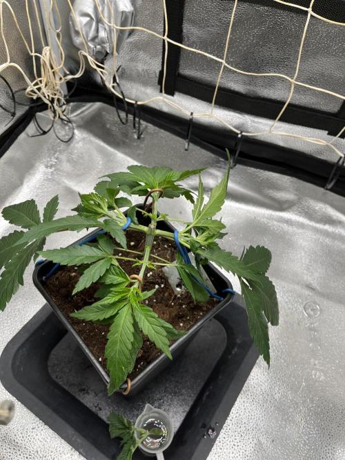 Somango und 4 Stecklinge aus der Schweiz. Week 1