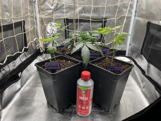 Somango und 4 Stecklinge aus der Schweiz. Week 1