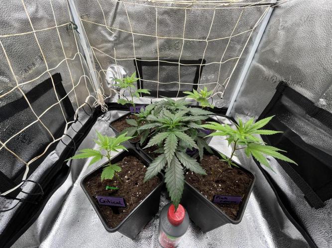 Somango und 4 Stecklinge aus der Schweiz. Week 1