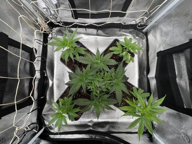 Somango und 4 Stecklinge aus der Schweiz. Week 1
