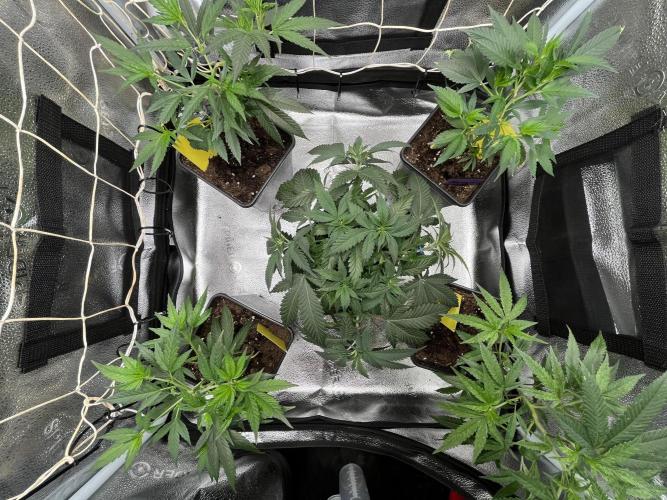 Somango und 4 Stecklinge aus der Schweiz. Week 1