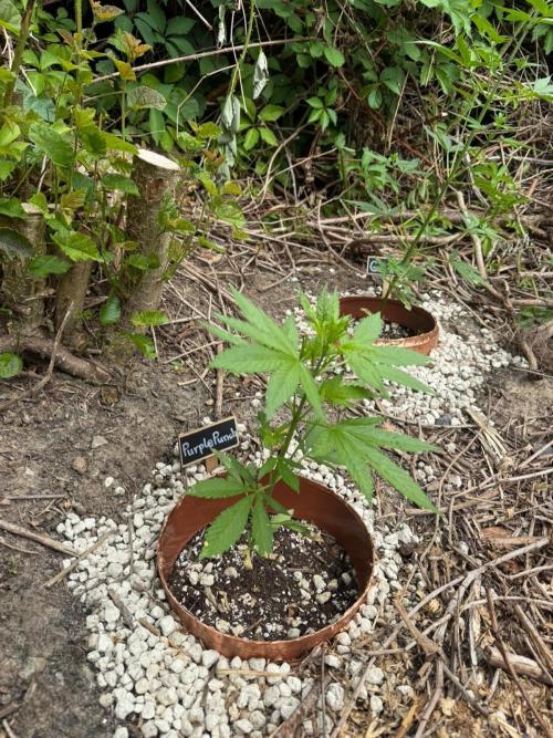 The Hobbit Hole Outdoor Grow 2026. Week 5