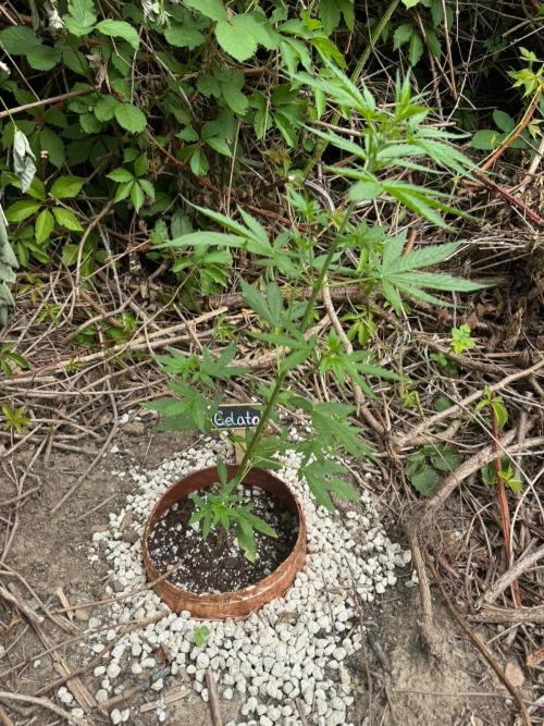 The Hobbit Hole Outdoor Grow 2026. Week 5