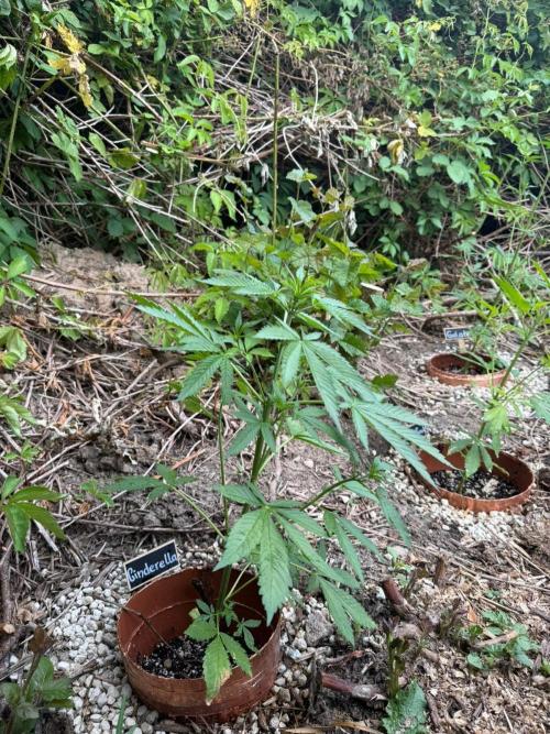 The Hobbit Hole Outdoor Grow 2026. Week 5
