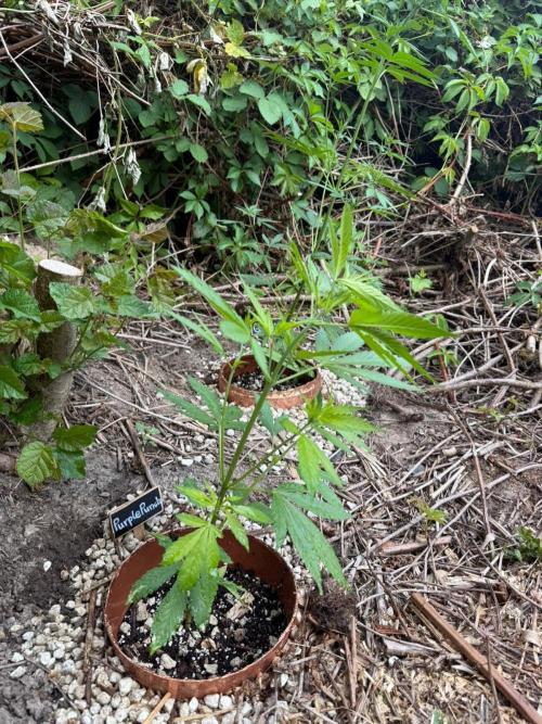 The Hobbit Hole Outdoor Grow 2026. Week 5