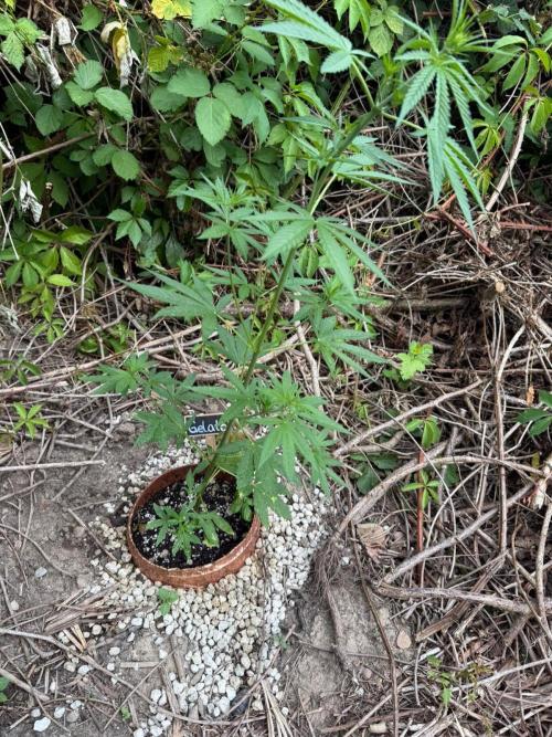 The Hobbit Hole Outdoor Grow 2026. Week 5