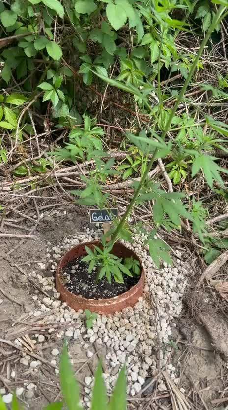 The Hobbit Hole Outdoor Grow 2026