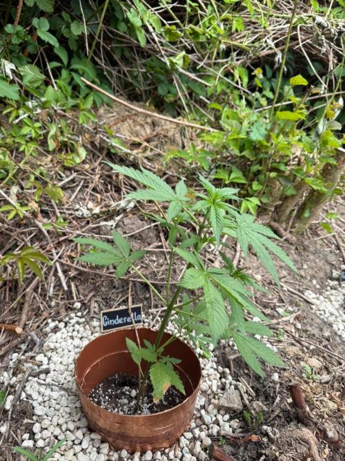 The Hobbit Hole Outdoor Grow 2026. Week 5