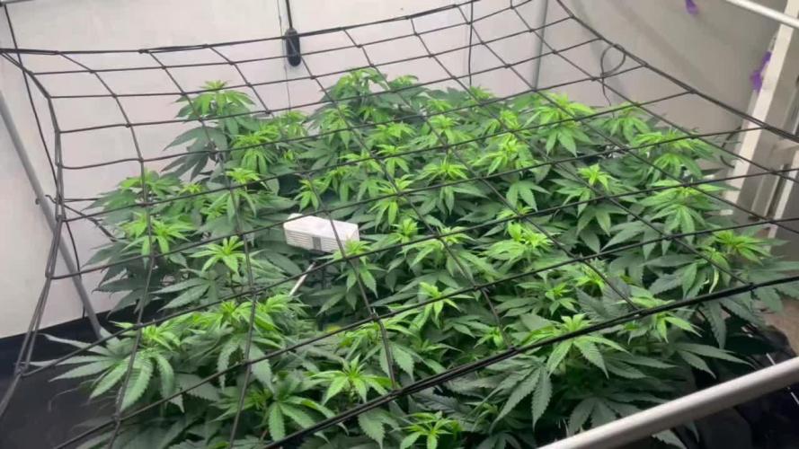 Laughing Buddha | 720W | SCROG