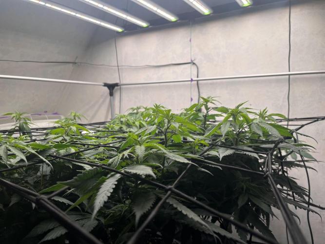 Laughing Buddha | 720W | solo run. Week 14
