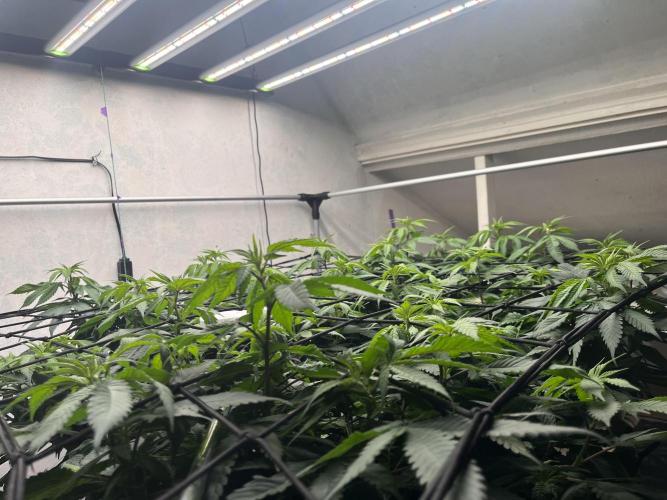 Laughing Buddha | 720W | solo run. Week 14