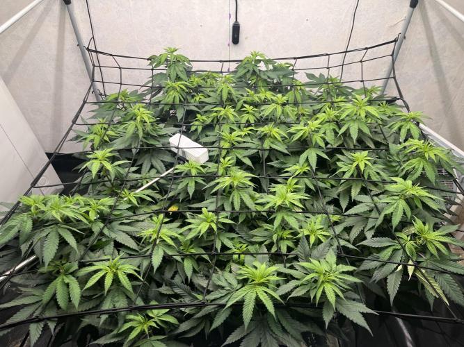Laughing Buddha | 720W | solo run. Week 14