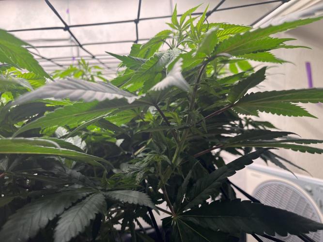 Laughing Buddha | 720W | solo run. Week 14