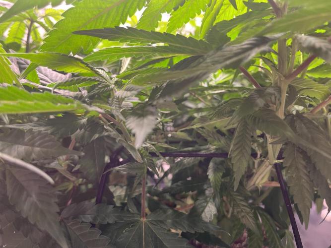 Laughing Buddha | 720W | solo run. Week 14