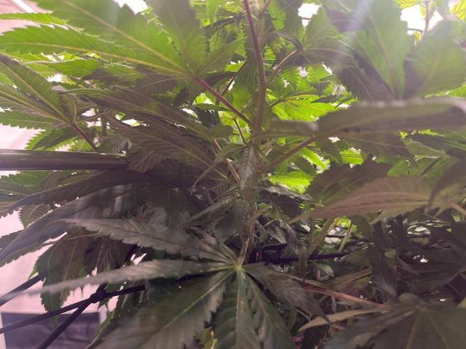 Laughing Buddha | 720W | solo run. Week 14