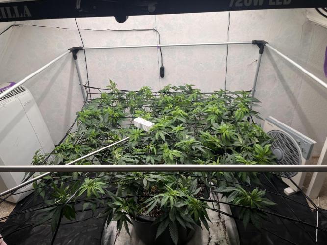 Laughing Buddha | 720W | solo run. Week 14