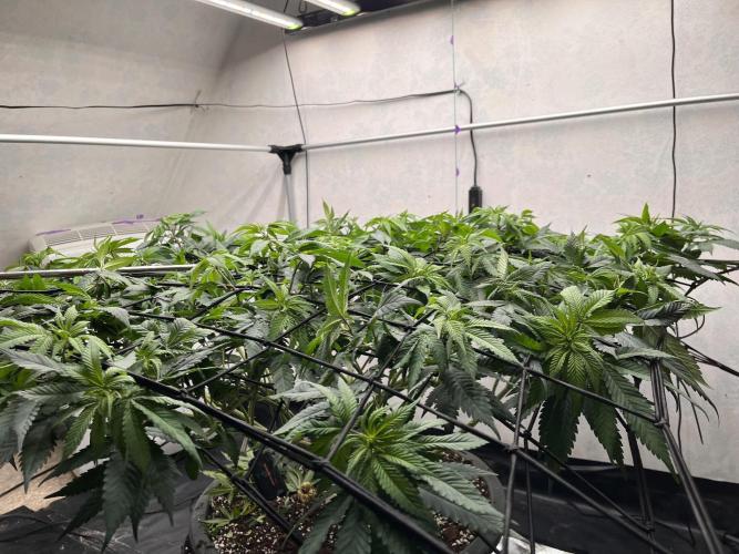 Laughing Buddha | 720W | solo run. Week 14