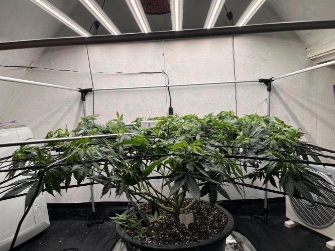 Laughing Buddha | 720W | solo run. Week 14