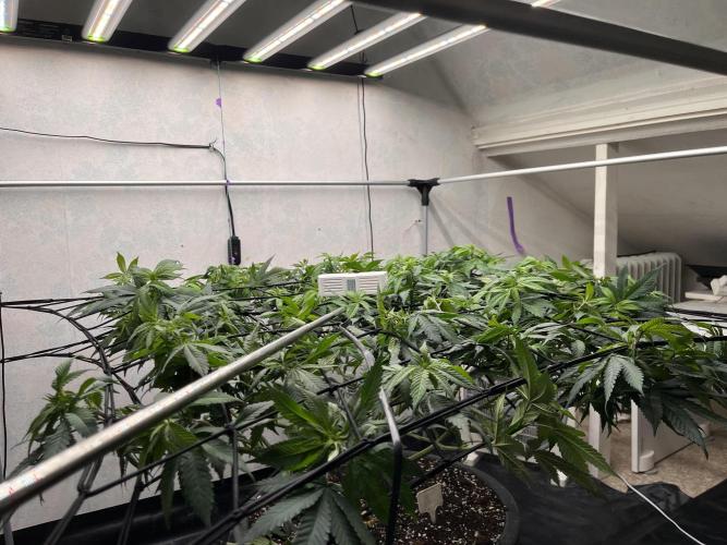 Laughing Buddha | 720W | solo run. Week 14