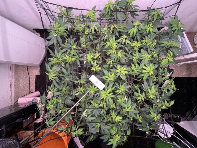 Laughing Buddha | 720W | solo run. Week 14