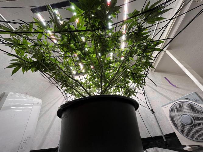 Laughing Buddha | 720W | solo run. Week 14