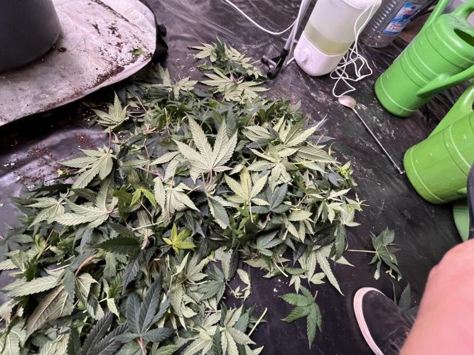Laughing Buddha | 720W | solo run. Week 14