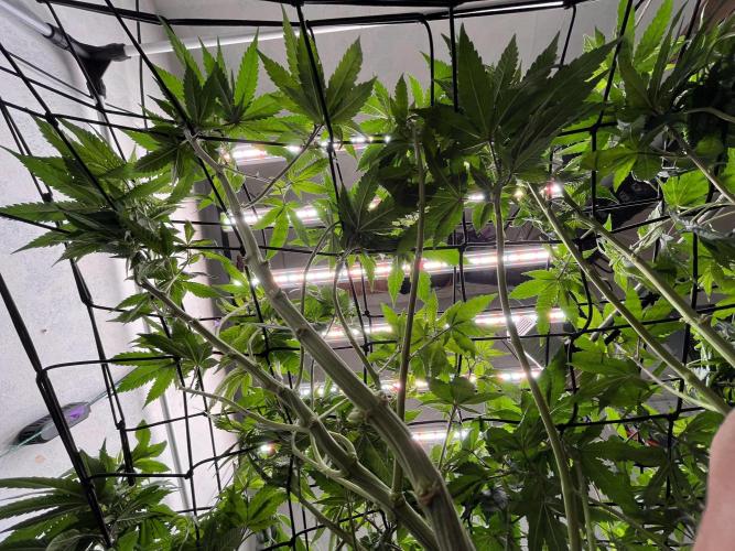 Laughing Buddha | 720W | solo run. Week 14