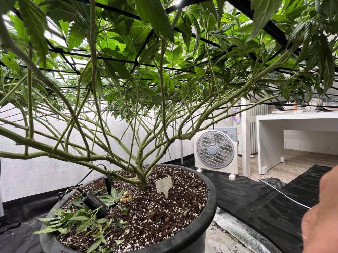 Laughing Buddha | 720W | solo run. Week 14