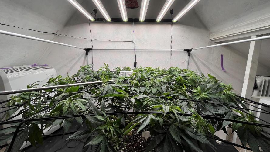 Laughing Buddha | 720W | solo run. Week 14