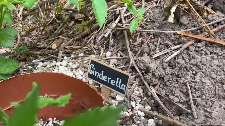 The Hobbit Hole Outdoor Grow 2026