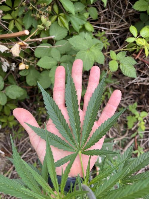 The Hobbit Hole Outdoor Grow 2026. Week 6