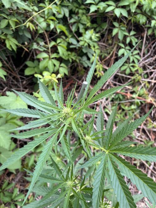 The Hobbit Hole Outdoor Grow 2026. Week 6