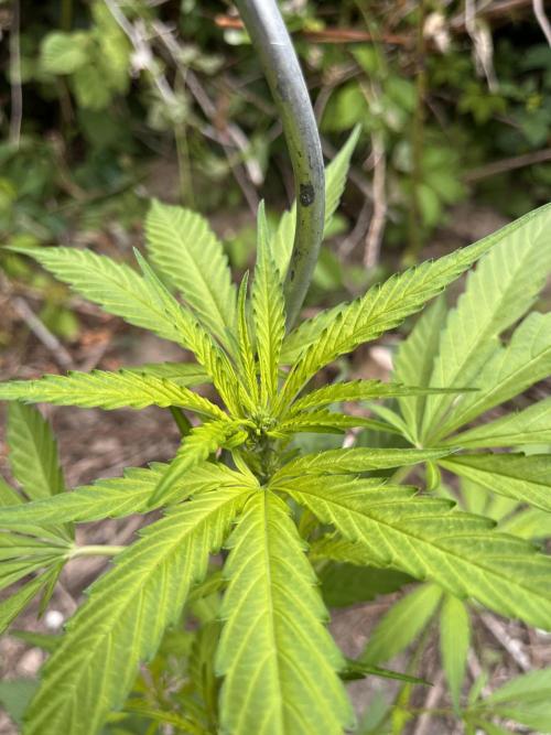 The Hobbit Hole Outdoor Grow 2026. Week 6