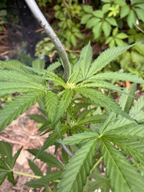 The Hobbit Hole Outdoor Grow 2026. Week 6