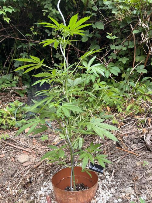 The Hobbit Hole Outdoor Grow 2026. Week 6