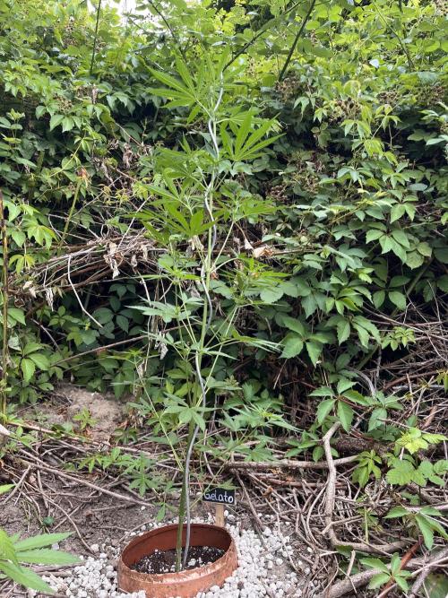 The Hobbit Hole Outdoor Grow 2026. Week 6