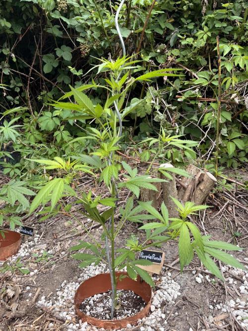 The Hobbit Hole Outdoor Grow 2026. Week 6