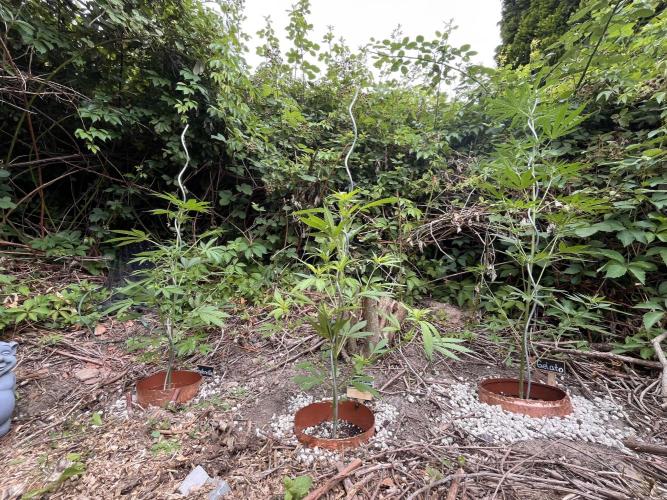 The Hobbit Hole Outdoor Grow 2026. Week 6