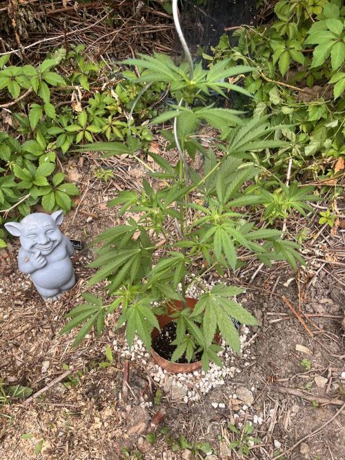 The Hobbit Hole Outdoor Grow 2026. Week 6