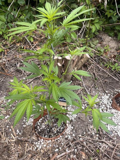The Hobbit Hole Outdoor Grow 2026. Week 6