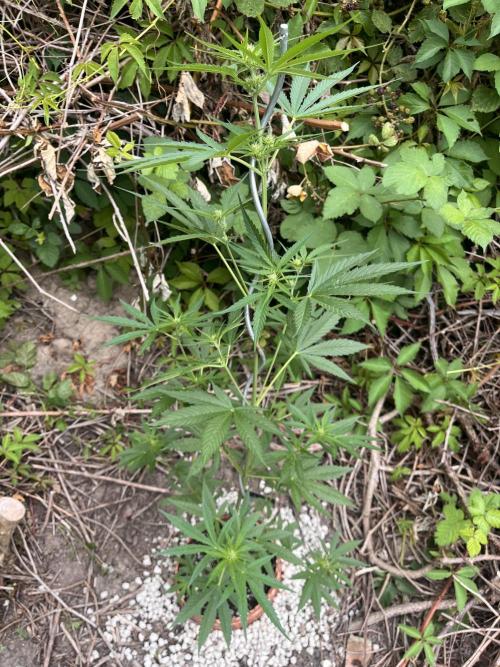 The Hobbit Hole Outdoor Grow 2026. Week 6