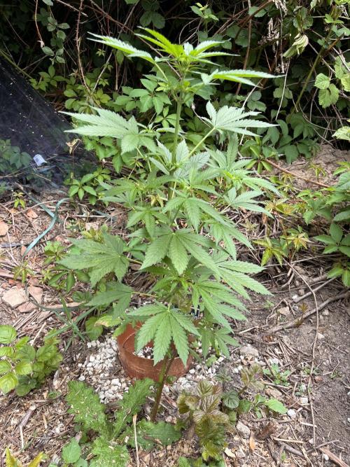 The Hobbit Hole Outdoor Grow 2026. Week 6