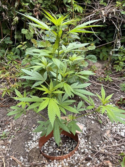 The Hobbit Hole Outdoor Grow 2026. Week 6