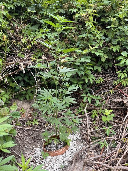 The Hobbit Hole Outdoor Grow 2026. Week 6