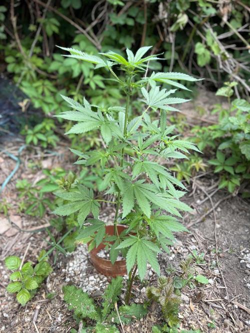 The Hobbit Hole Outdoor Grow 2026. Week 6